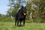 SCHIPPERKE 729